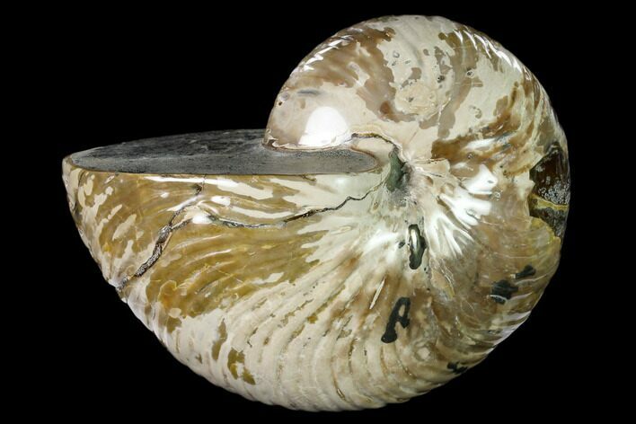 Polished Fossil Nautilus (Cymatoceras) - Madagascar #157818